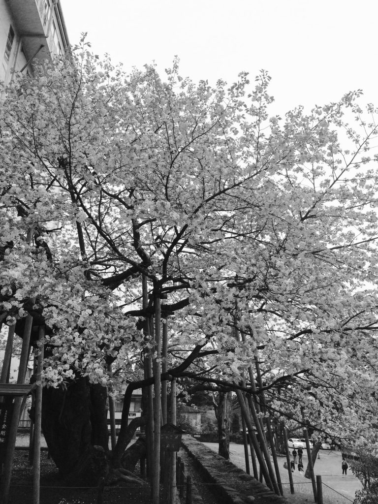 cherry tree (1)