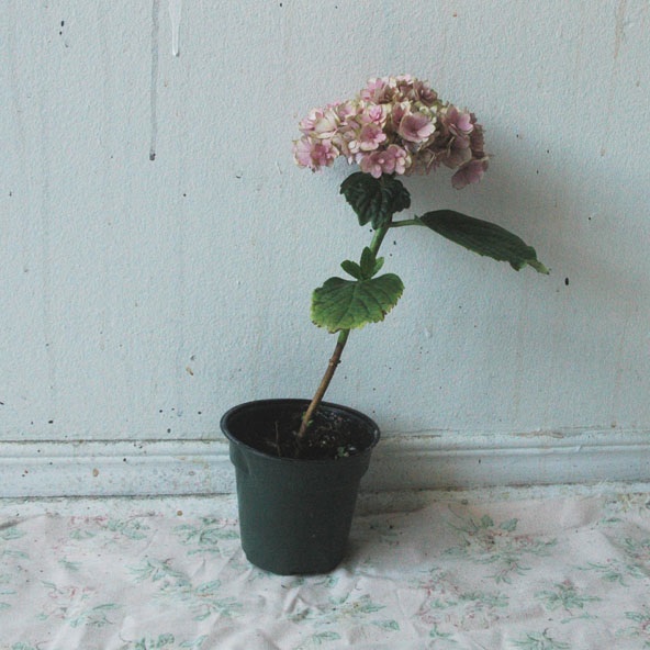 A Few Facts about Sad Plants Kyo Maclear Kids