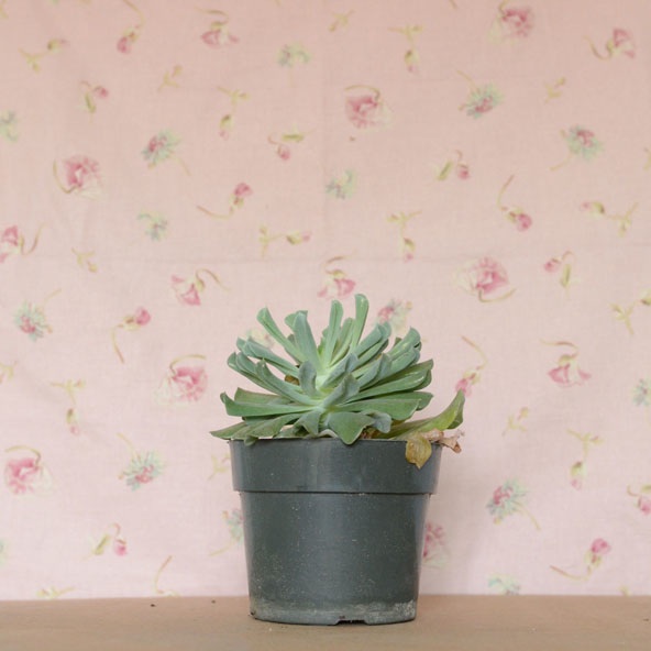 A Few Facts about Sad Plants Kyo Maclear Kids